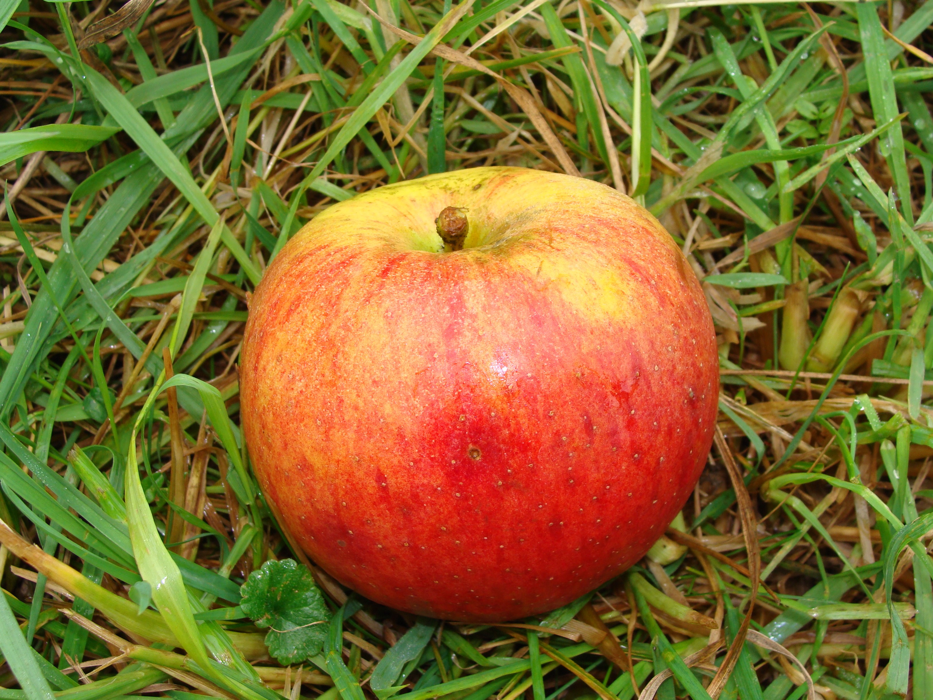 Familienzeit im Obstgarten