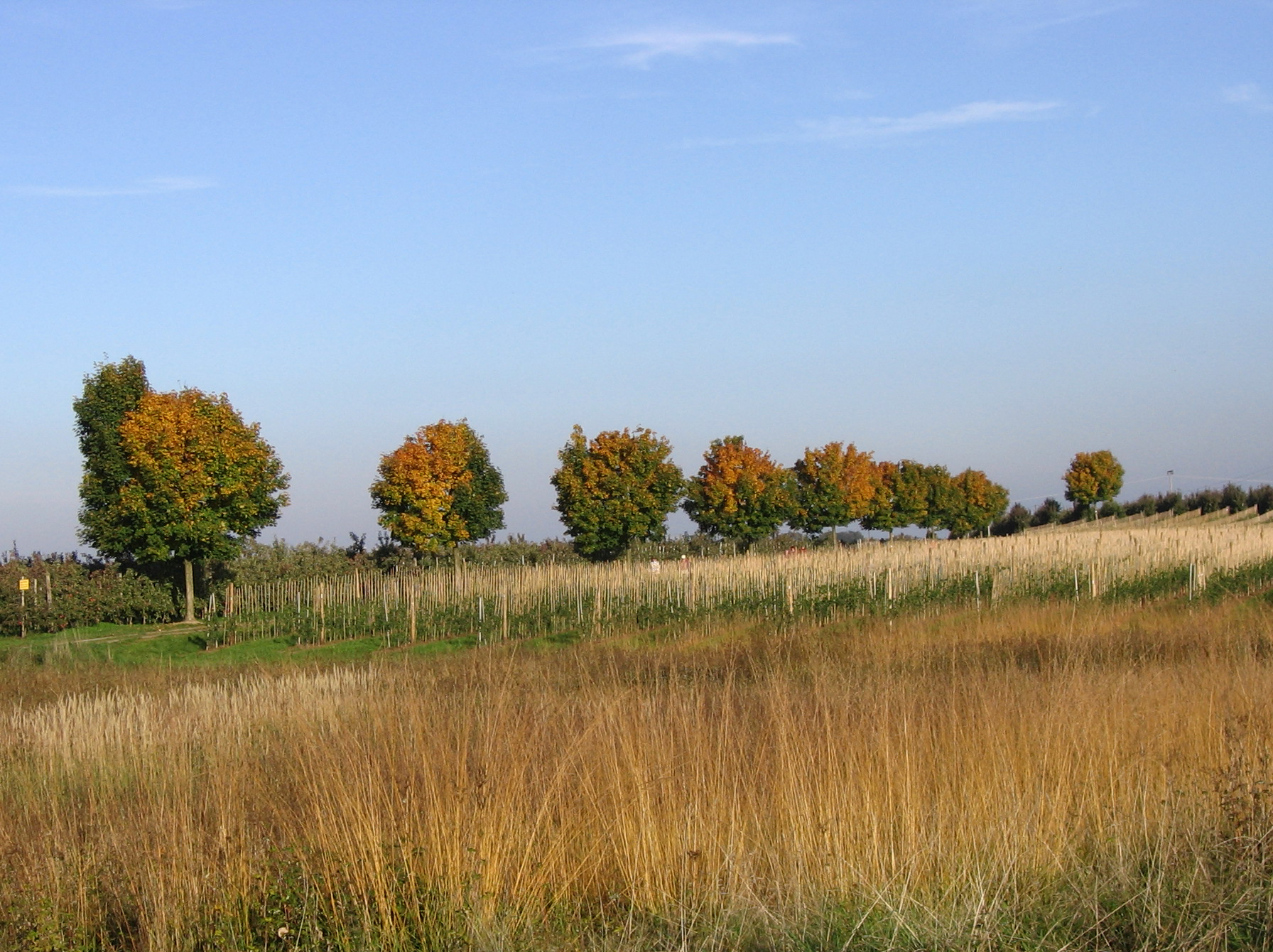 Ladies' stroll – Spaziergang der Frauen 