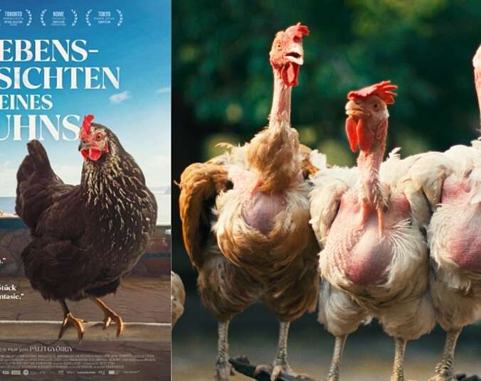 Lebensansichten eines Huhns