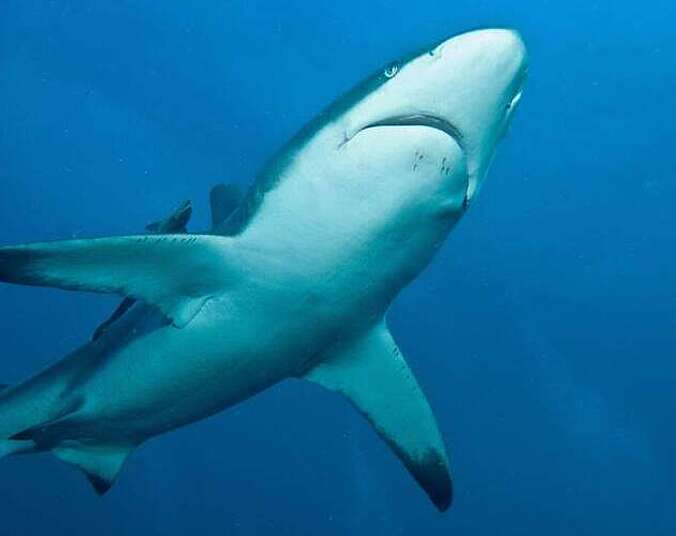 Hai schwimmt durchs Wasser