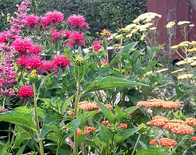 Sommerblumen beet mit vielen farben