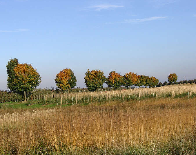 Bäume und Felder (Foto: Kraemer)